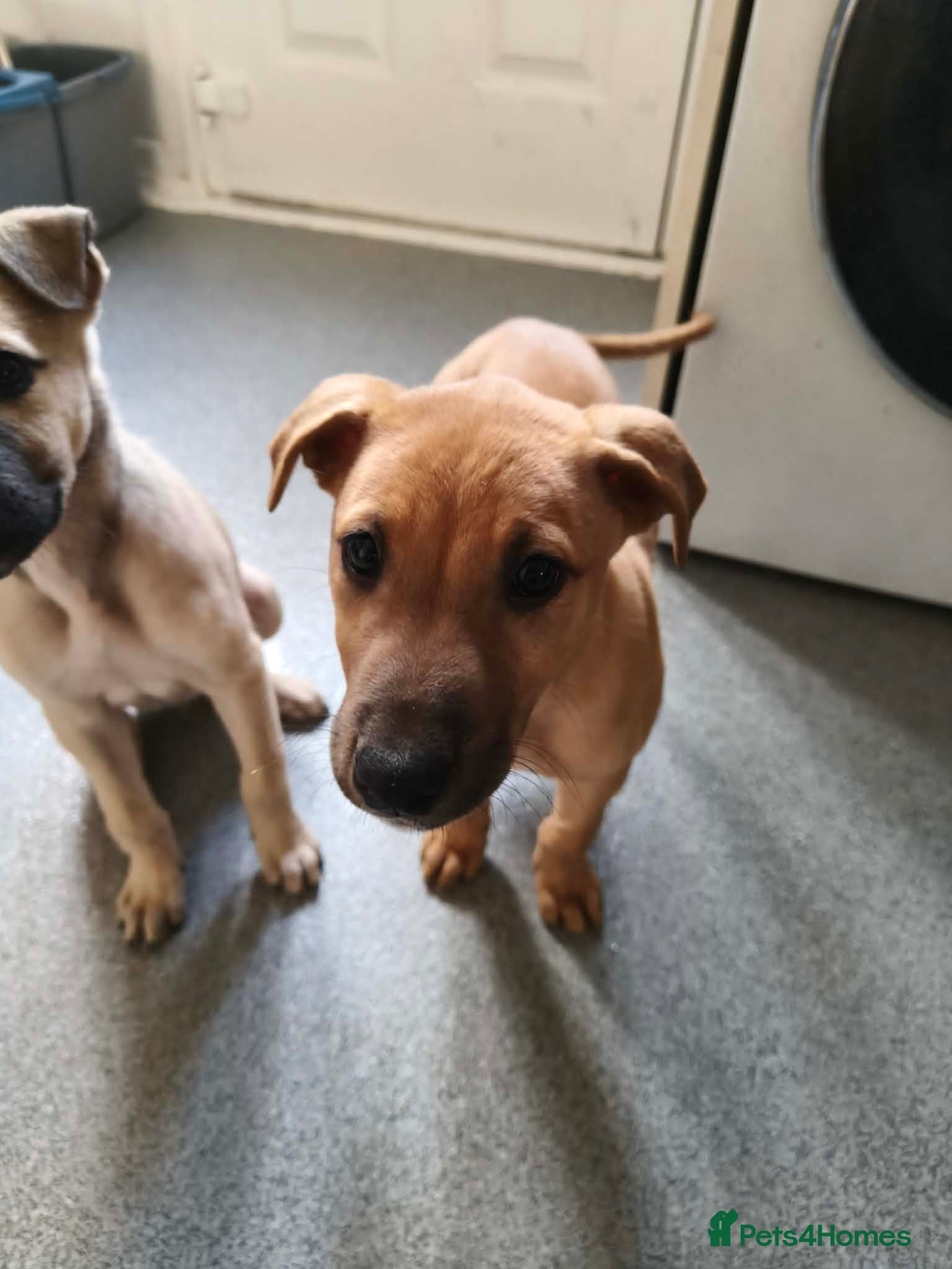 Lurcher dogs 2 lovely lurcher boys need new homes. - Advert 1