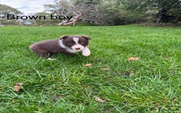 Border Collie dogs for sale: Pure Bred Border Collie Puppies For Sale - Image 2