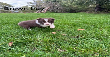 Border Collie dogs - Advert 5