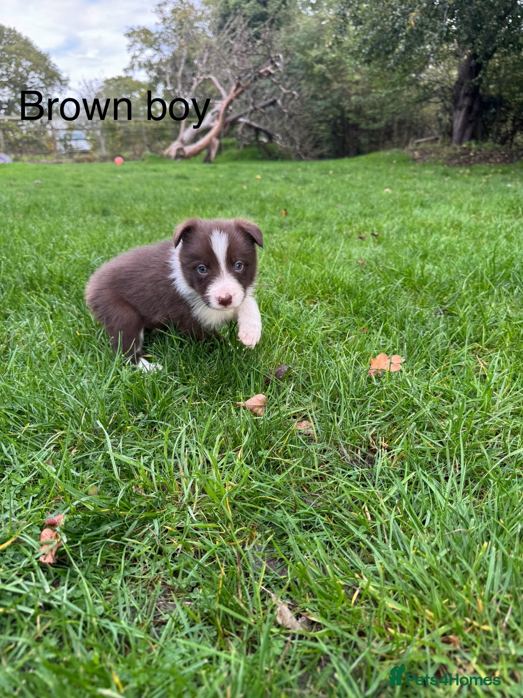 Border Collie dogs for sale: Pure Bred Border Collie Puppies For Sale - Image 2