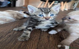 Mixed Breed cats for sale: 4 beautiful kittens looking for their forever home - Image 11