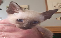 Siamese cats for sale: Beautiful Siamese Kittens - Image 2