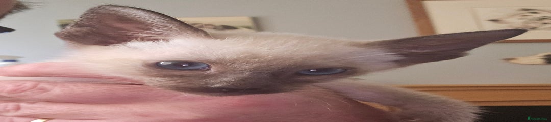 Siamese Kitten 2
