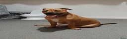 Mixed Breed dogs for sale: (Ziggy) victorian bulldog  in Newport - Advert 4