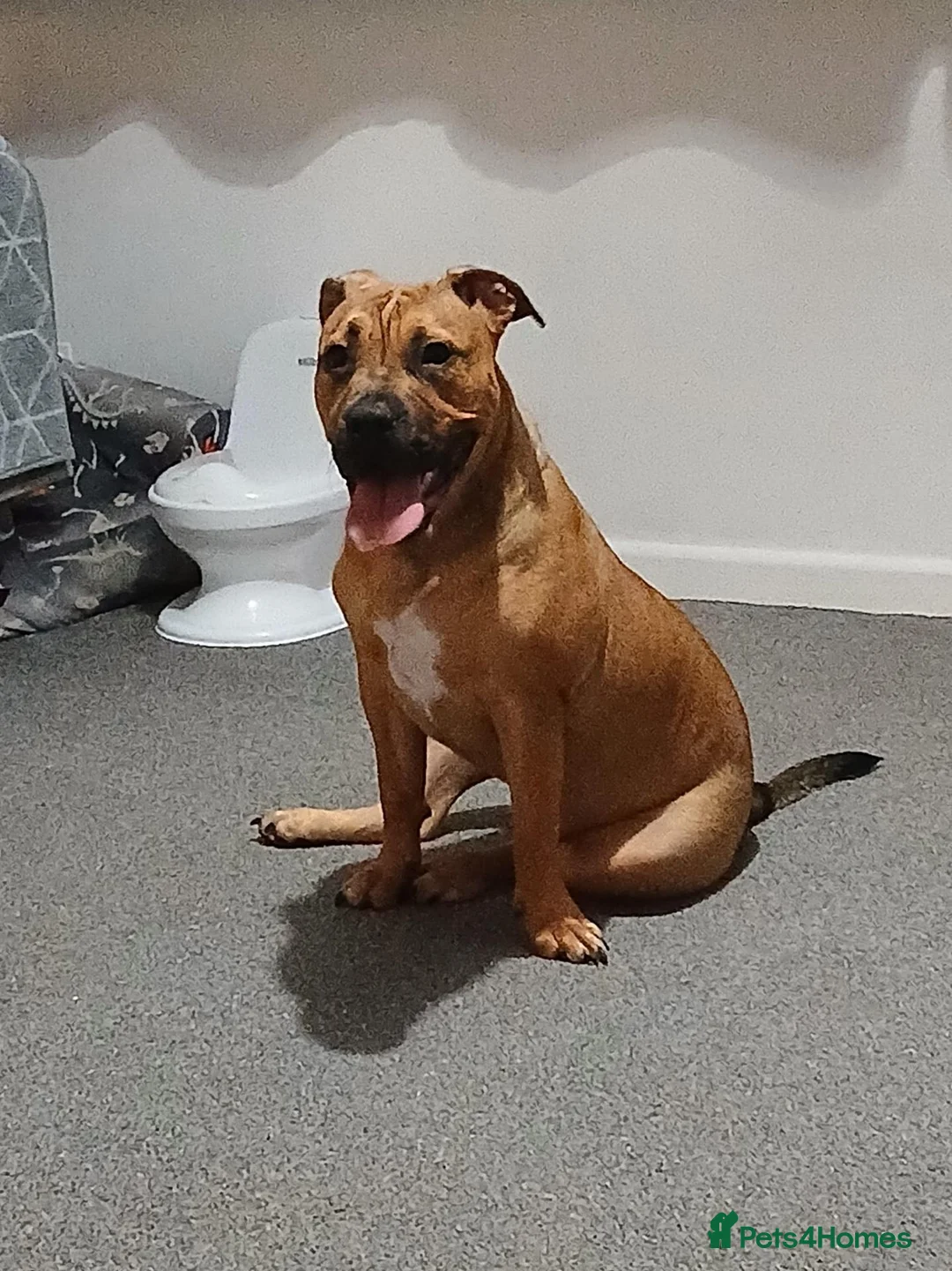 Mixed Breed dogs for sale: (Ziggy) victorian bulldog  in Newport - Advert 4
