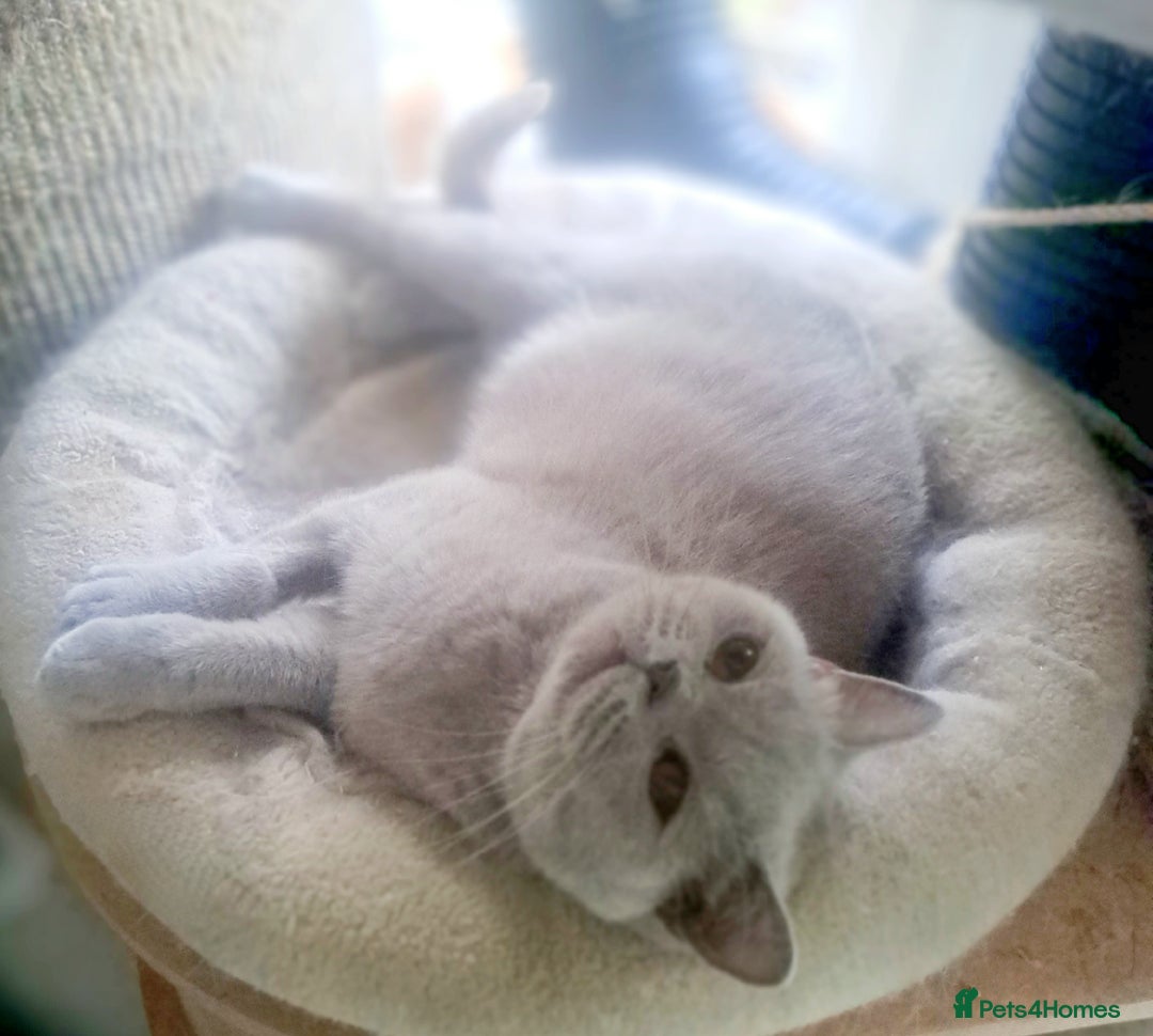British Shorthair cats for sale: Beautiful Lilac British Shorthair Female - Image 3