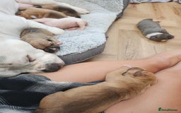 American Bull Staffy dogs for sale: American Staffordshire Bull Terriers - Image 5