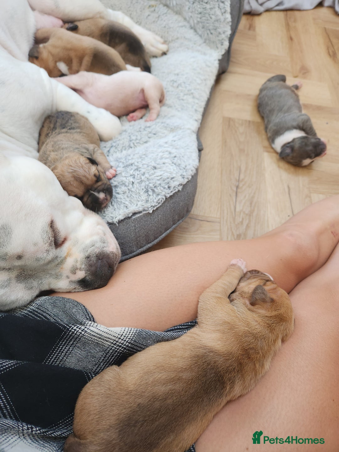 American Bull Staffy dogs for sale: American Staffordshire Bull Terriers - Image 5