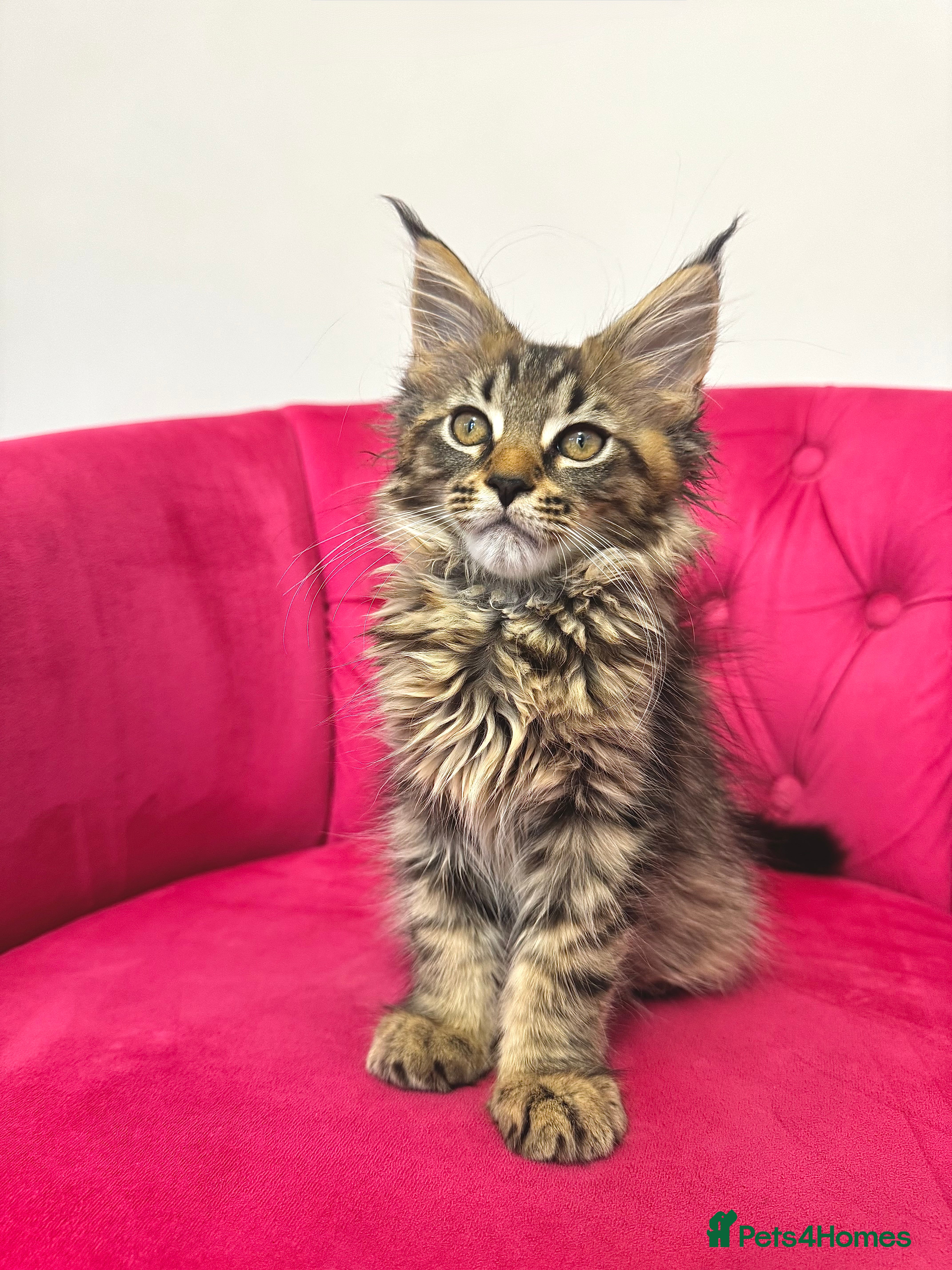 Maine Coon cats MaineCoon Kittens 🏆20+Gen🧬 Outstadning Pedigree - Advert 12