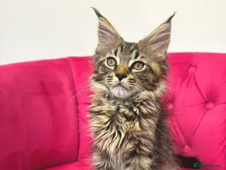 Maine Coon cats MaineCoon Kittens 🏆20+Gen🧬 Outstadning Pedigree - Advert 12
