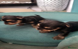 Yorkshire Terrier dogs for sale: Yorkshire terrier puppy  - Image 13