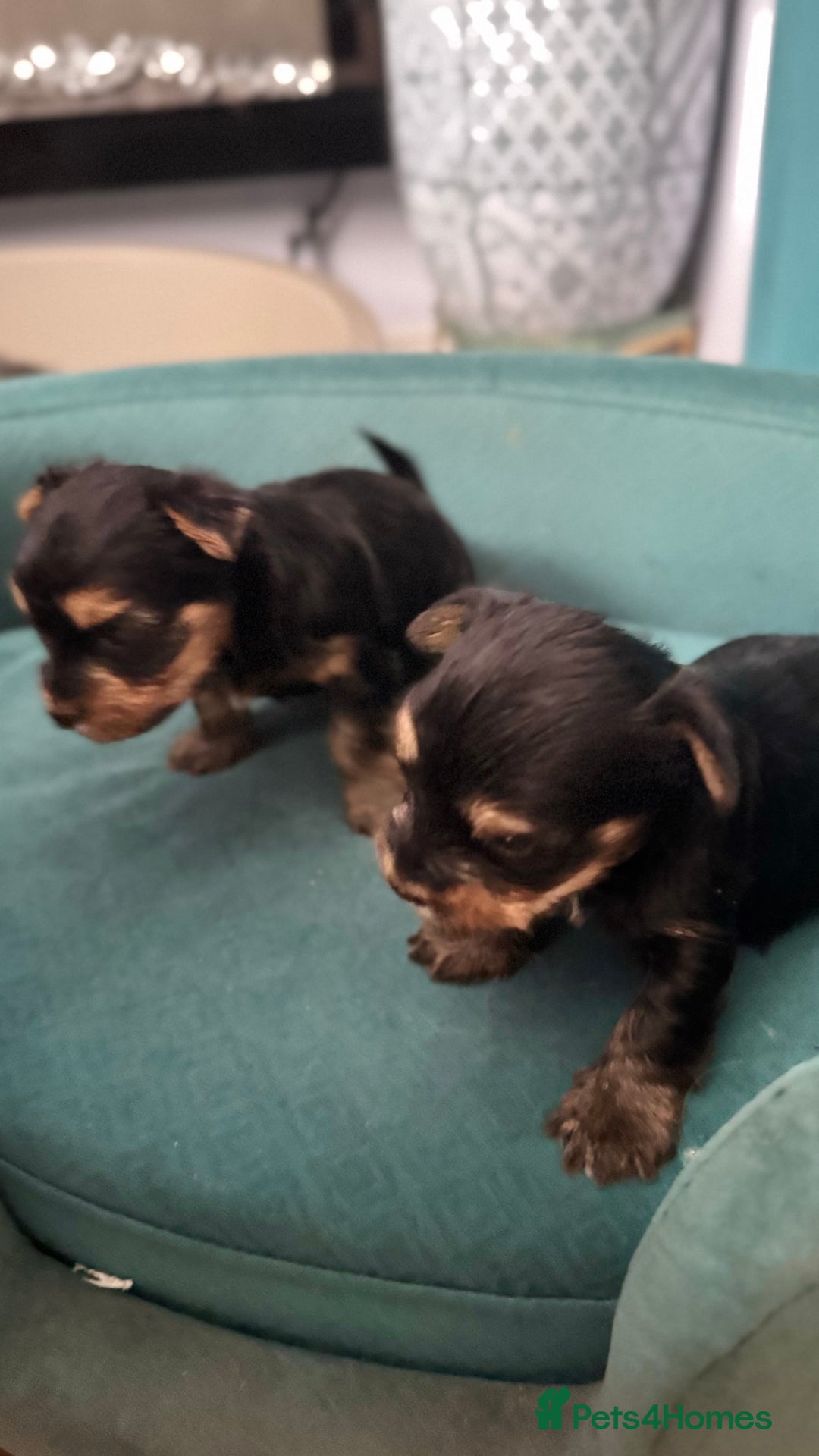 Yorkshire Terrier dogs for sale: Yorkshire terrier puppy  - Image 13