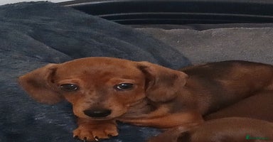 Miniature Dachshund dogs - Advert 13