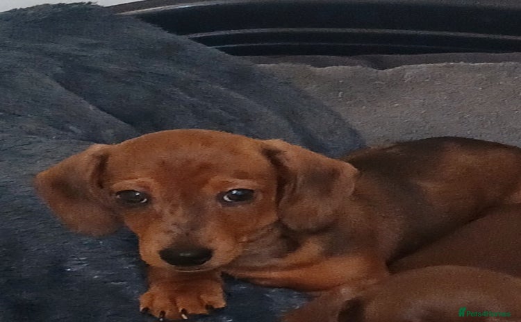 Miniature Dachshund dogs - Advert 4