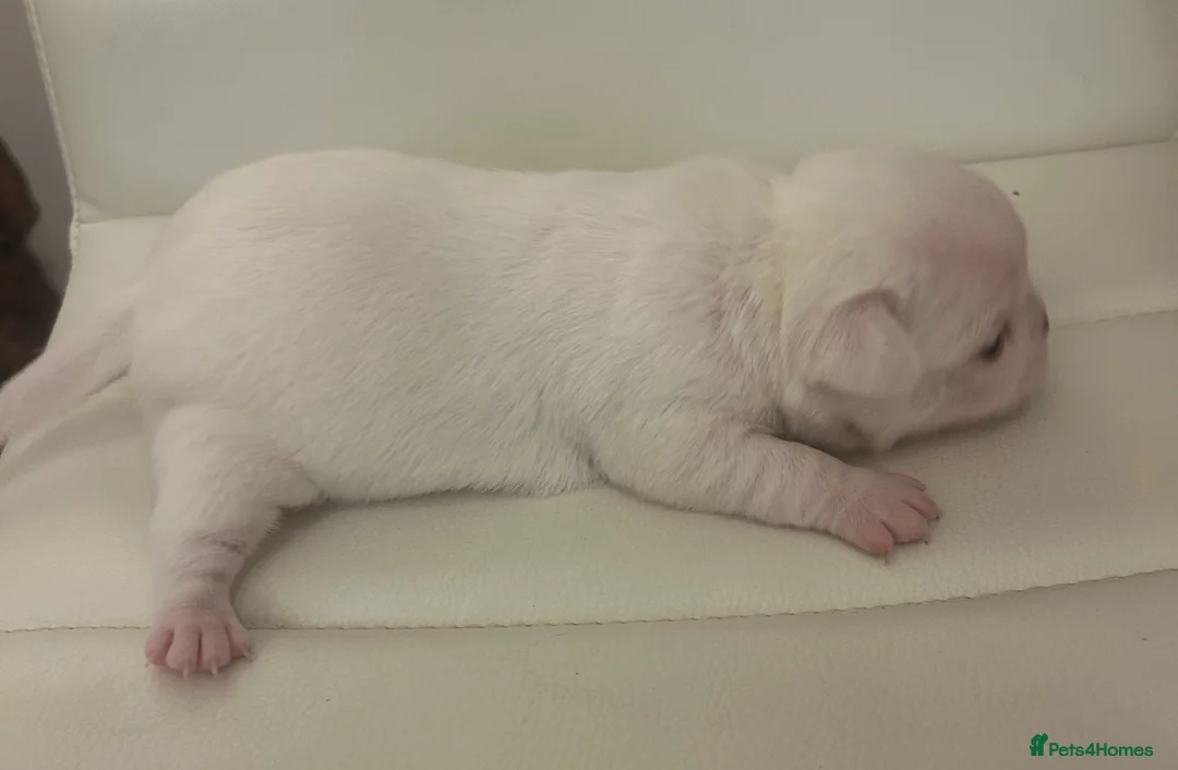 Mixed Breed dogs for sale: Chinese Crested Hairless x Chihuahua - Advert 11