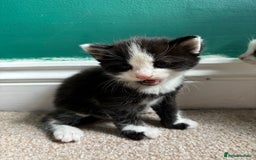 British Longhair cats for sale: Three adorable kittens  - Image 39