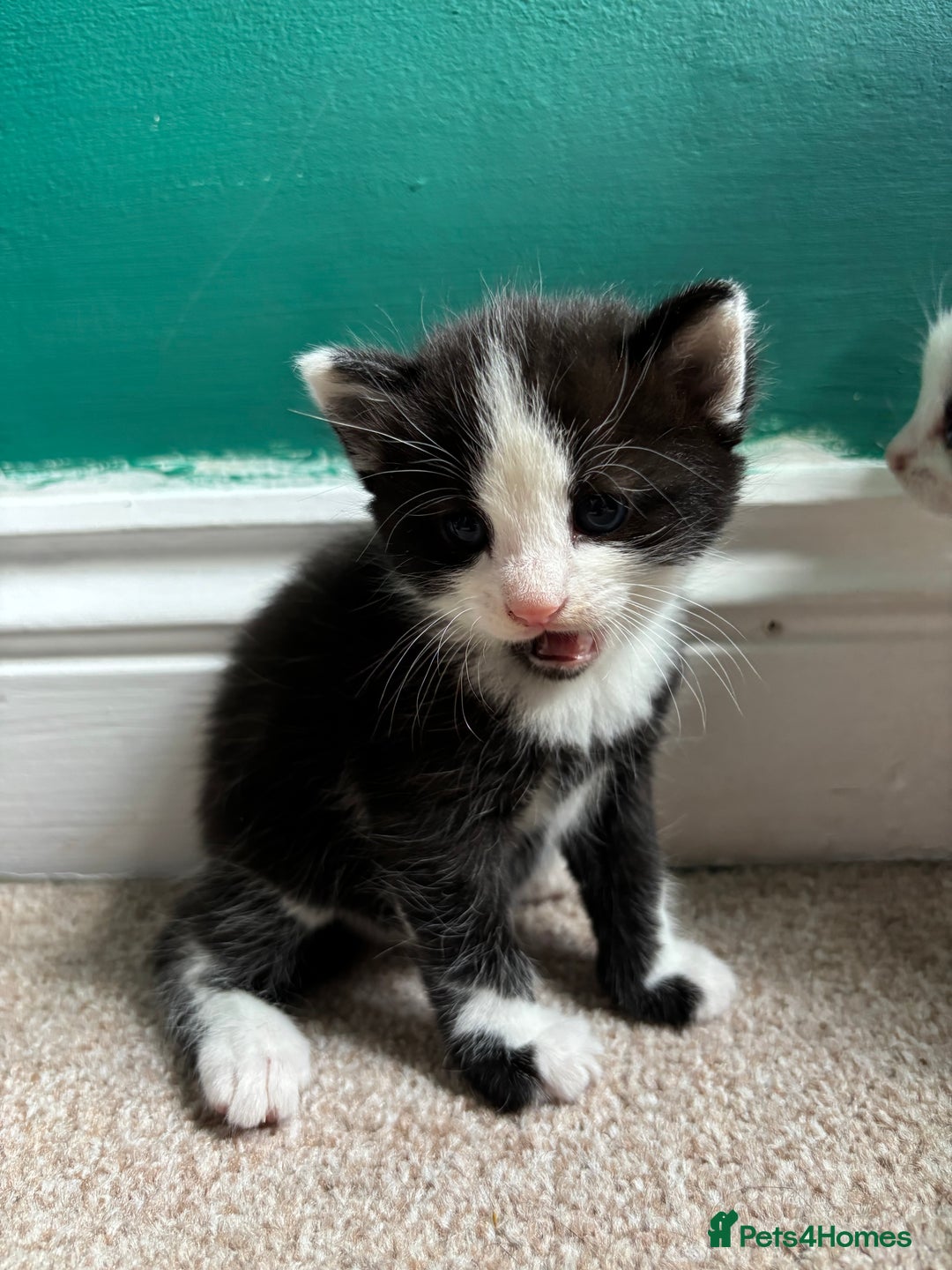 British Longhair cats for sale: Three adorable kittens  - Image 39