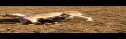 Saluki dogs for sale: Saluki puppy s  - Advert 6