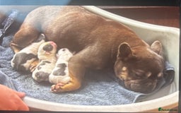 French Bulldog dogs for sale: Two male French bulldogs for sale - Image 6
