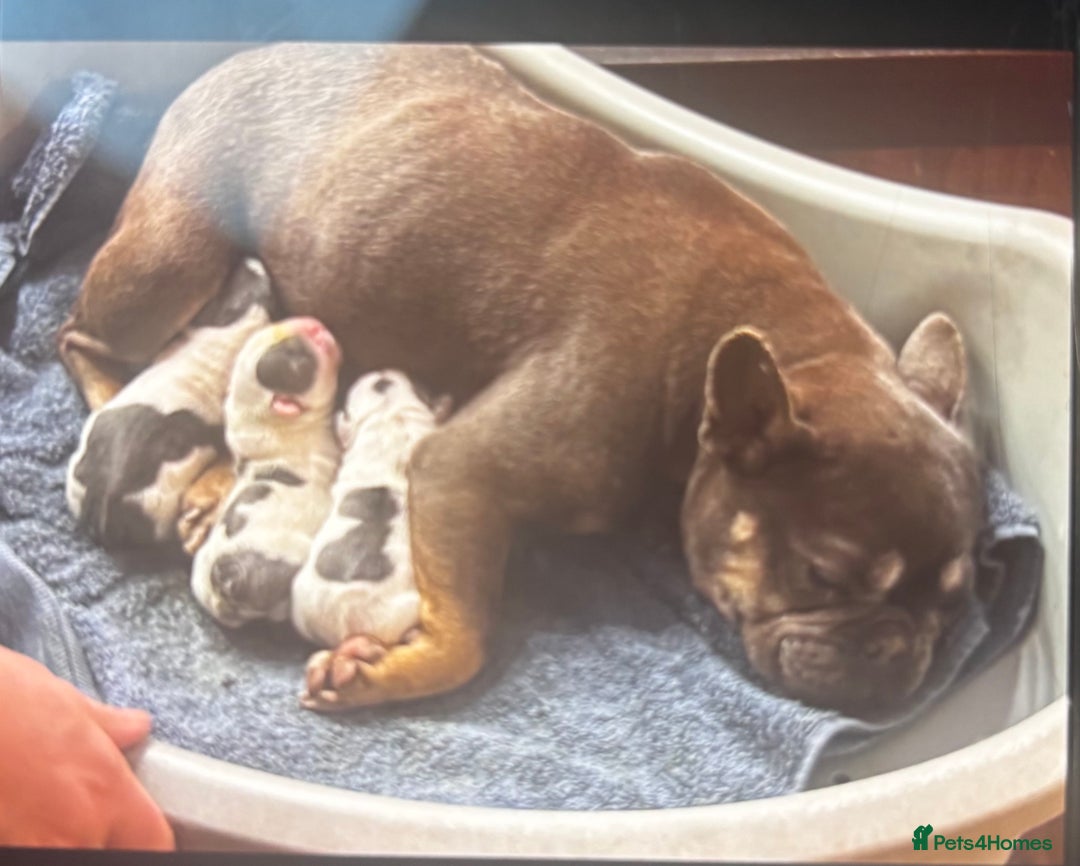 French Bulldog dogs for sale: Two male French bulldogs for sale - Image 6