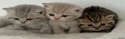 British Shorthair cats for sale: Gorgeous British shorthair kittens  - Advert 1