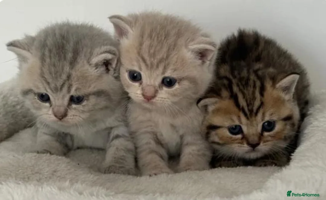 British Shorthair cats for sale: Gorgeous British shorthair kittens  - Advert 1