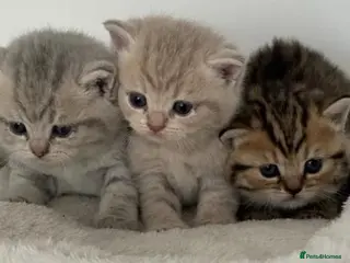 British Shorthair cats Gorgeous British shorthair kittens - Advert 1