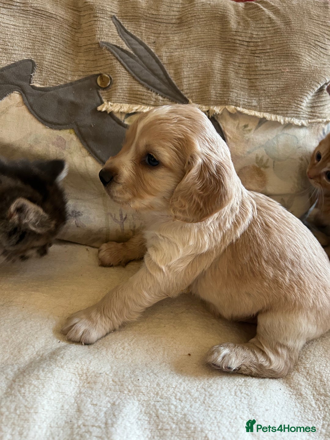 Cocker Spaniel dogs for sale: STUNNING WORKING COCKER SPANIEL PUPS - Advert 19