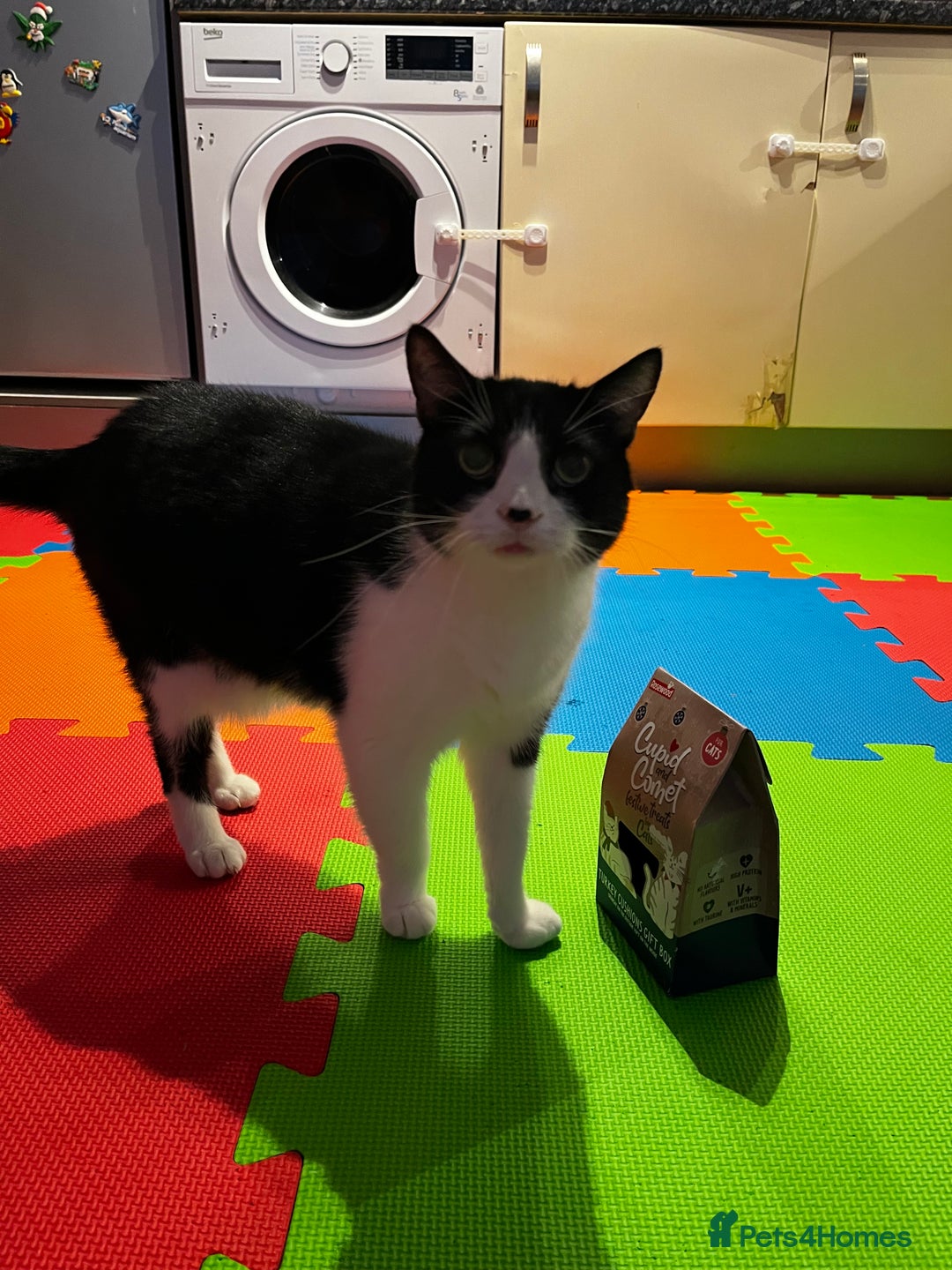 Mixed Breed cats for sale: Meet Tommy (Adoption) FREE - Image 5