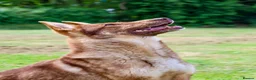German Shepherd dogs for sale: 🍂 autumn our beautiful KC liver tan girl - Advert 4