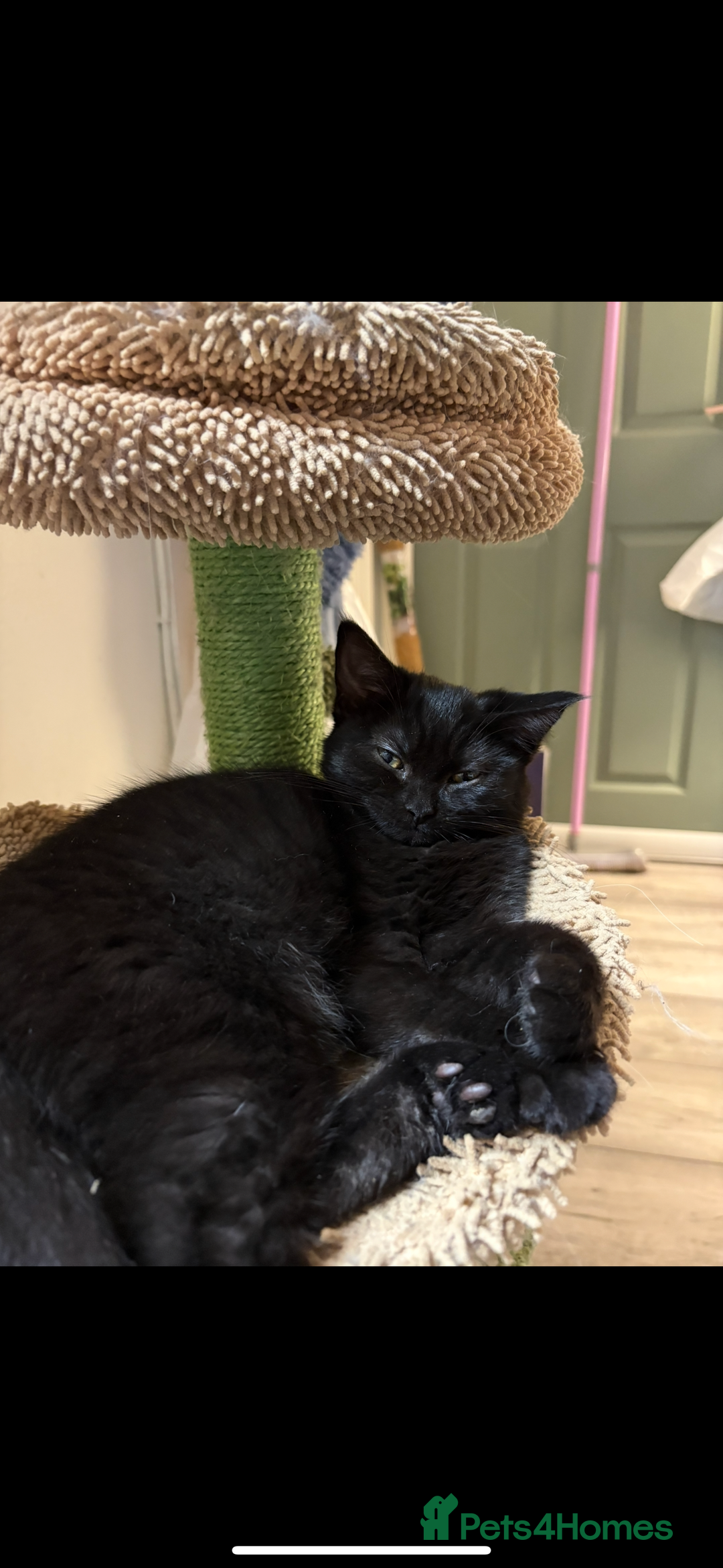 Mixed Breed cats for sale: Black cat  - Image 3