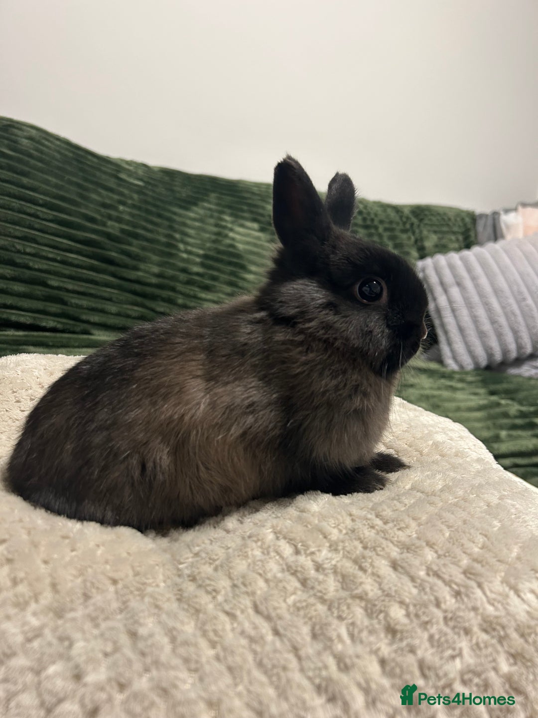 Netherland Dwarf rabbits for sale: Netherland dwarf brothers ready to go  - Advert 8