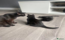Mixed Breed cats for sale: Three mixed breed kittens - Image 10