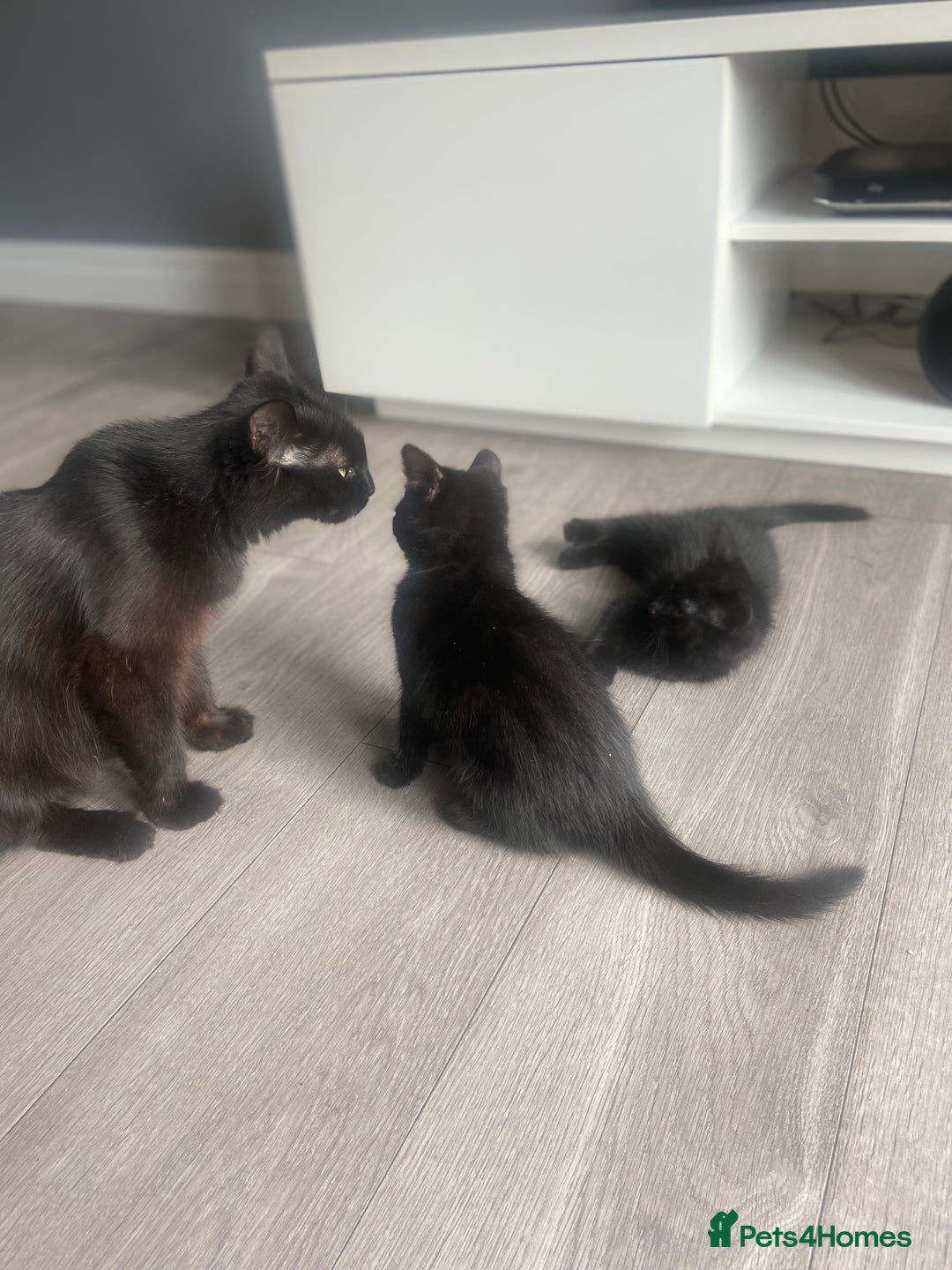 Mixed Breed cats for sale: Three mixed breed kittens - Image 10