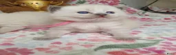 Ragdoll cats for sale: 💖 Two Gorgeous Ragdoll girls for sale 💖 - Advert 7