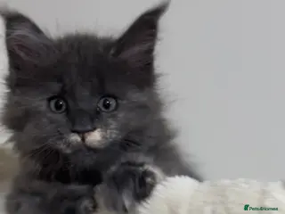 Maine Coon cats Stunning TICA Registered Maine Coon Kittens - Advert 11