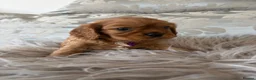 Cavalier King Charles Spaniel dogs for sale: KC Beautiful Health Tested Babies - Advert 8