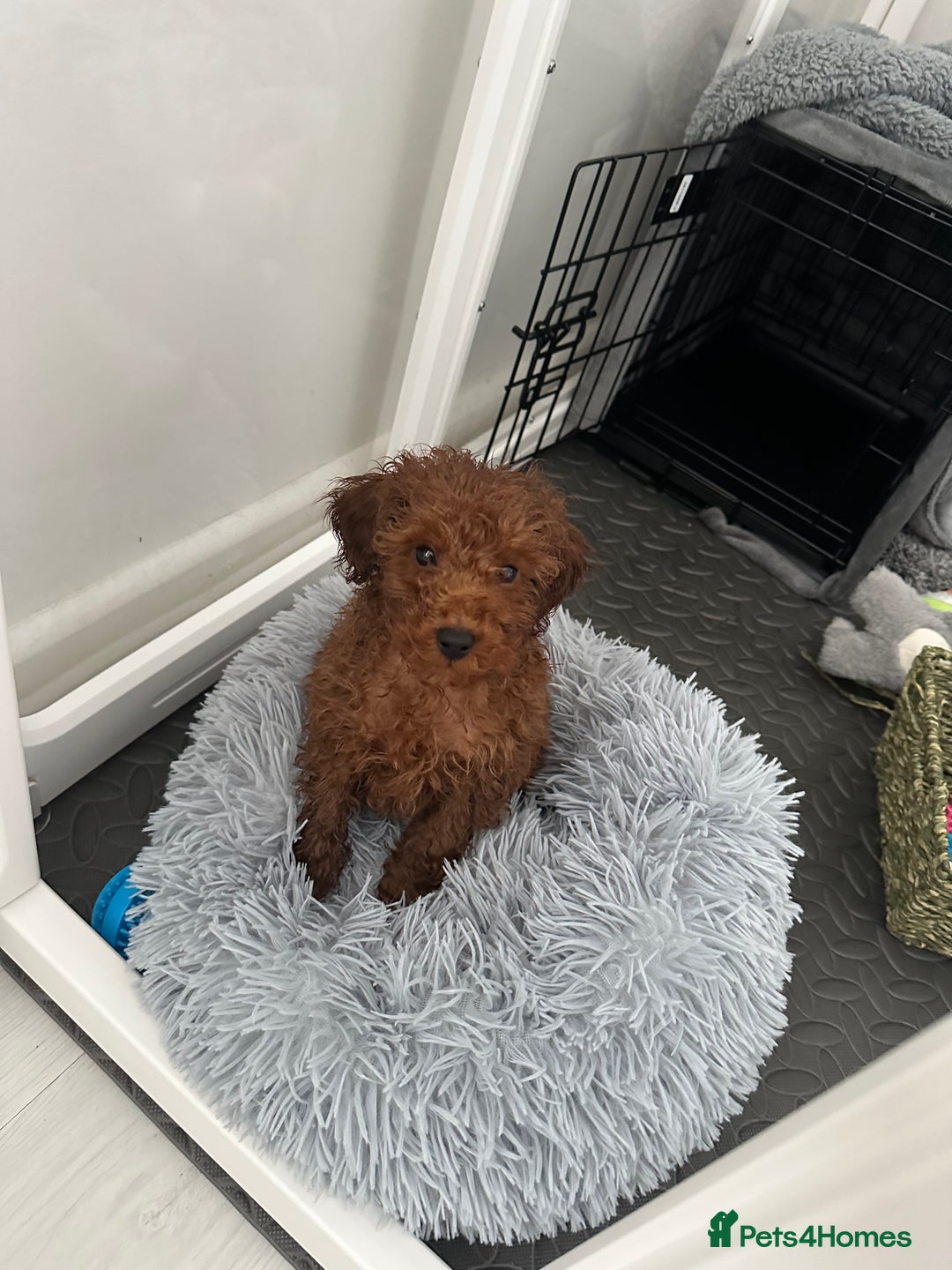 Toy Poodle dogs for sale: Deep red toy poodle  - Advert 5