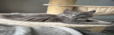 Maine Coon Kitten 3
