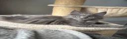 Maine Coon cats for sale: LAST GIRL AVAILABLE TICA Registered Maine Coons🩷 - Advert 23