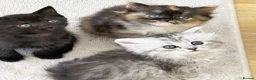 Persian cats for sale: Stunning Persian Chinchilla Kittens  - Advert 4