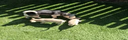 Chihuahua dogs for sale: Chihuahua cream boy ready for new home - Advert 6