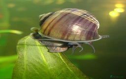 Snails fish for sale: apple snail - Image 2