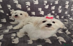 Maltese dogs for sale: KC Reg*Champion Bloodline Maltese Puppy in Wakefield - Image 9