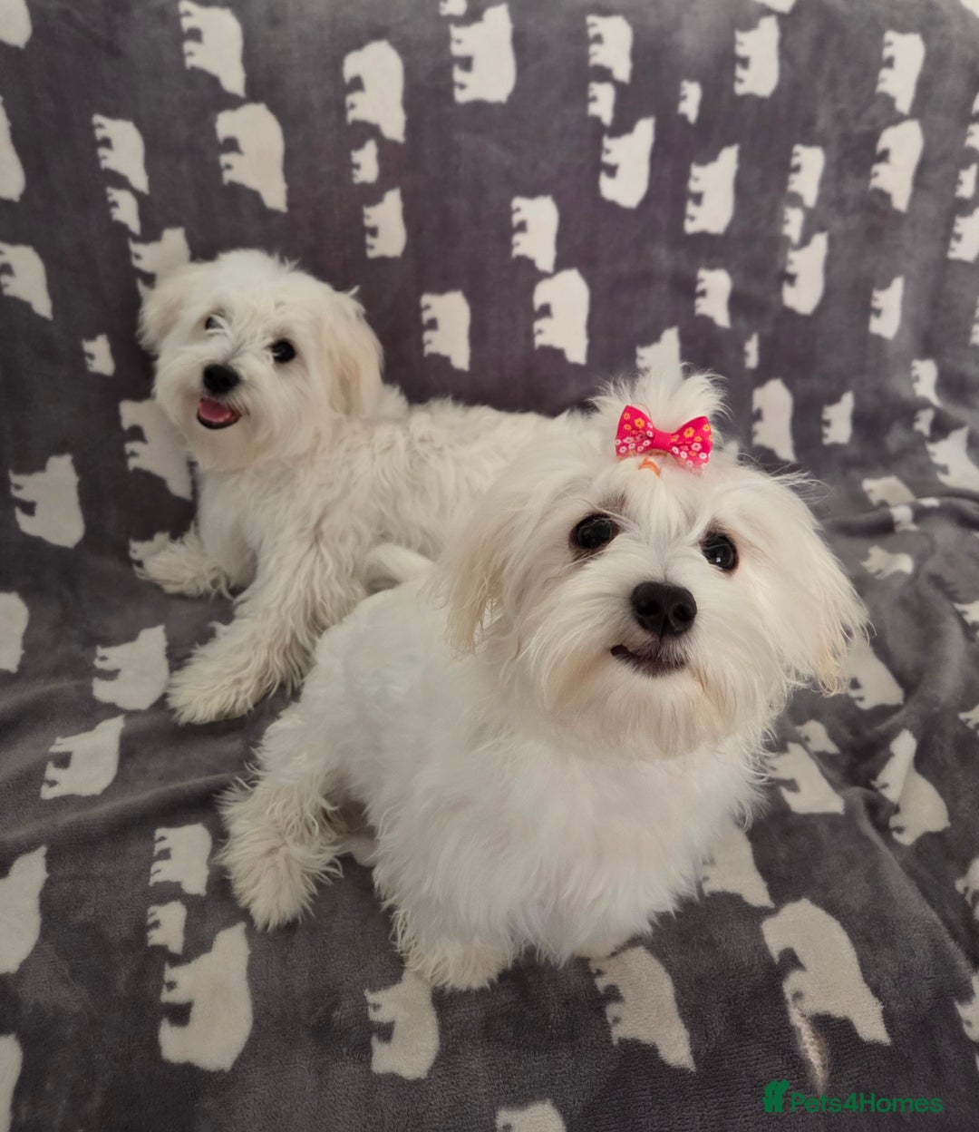 Maltese dogs for sale: KC Reg*Champion Bloodline Maltese Puppy in Wakefield - Image 9