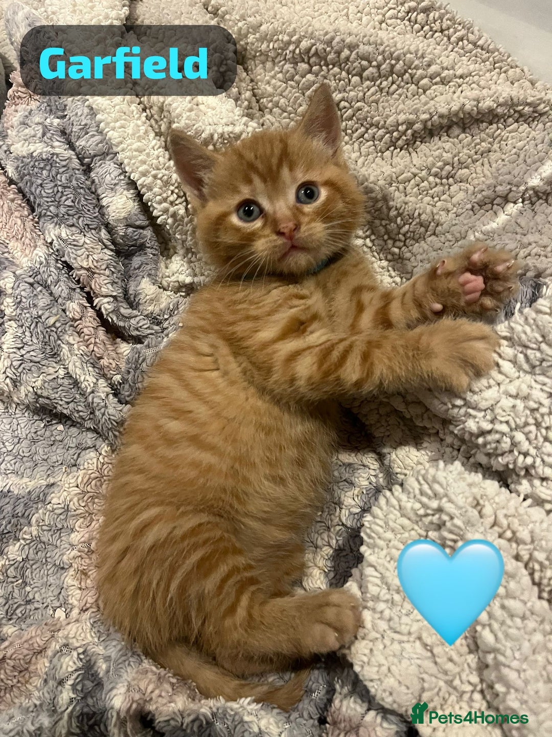 Mixed Breed cats for sale: 🐾 8 Beautiful kittens….🩵🩷 - Advert 3