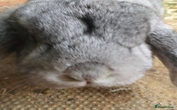 Mini Lop rabbits for sale: Spayed/neutered rabbits for adoption - Image 8