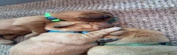 Labrador Retriever dogs for sale: Dark fox red Labrador Retriever Puppies For Sale  in Corwen - Advert 19