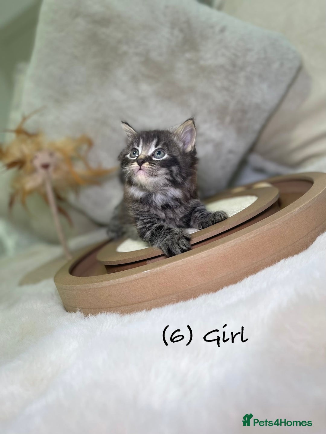 Mixed Breed cats for sale: Stunning kittens 8 weeks old ready now  - Advert 23