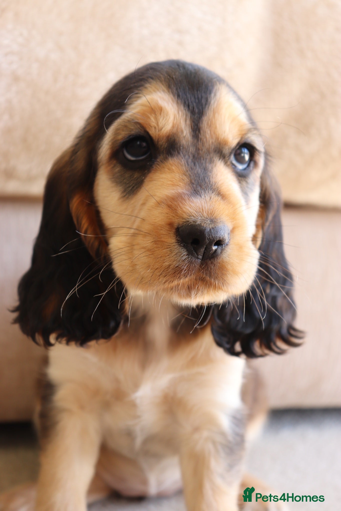 Cocker Spaniel dogs Kc show cocker spaniels  - Advert 2